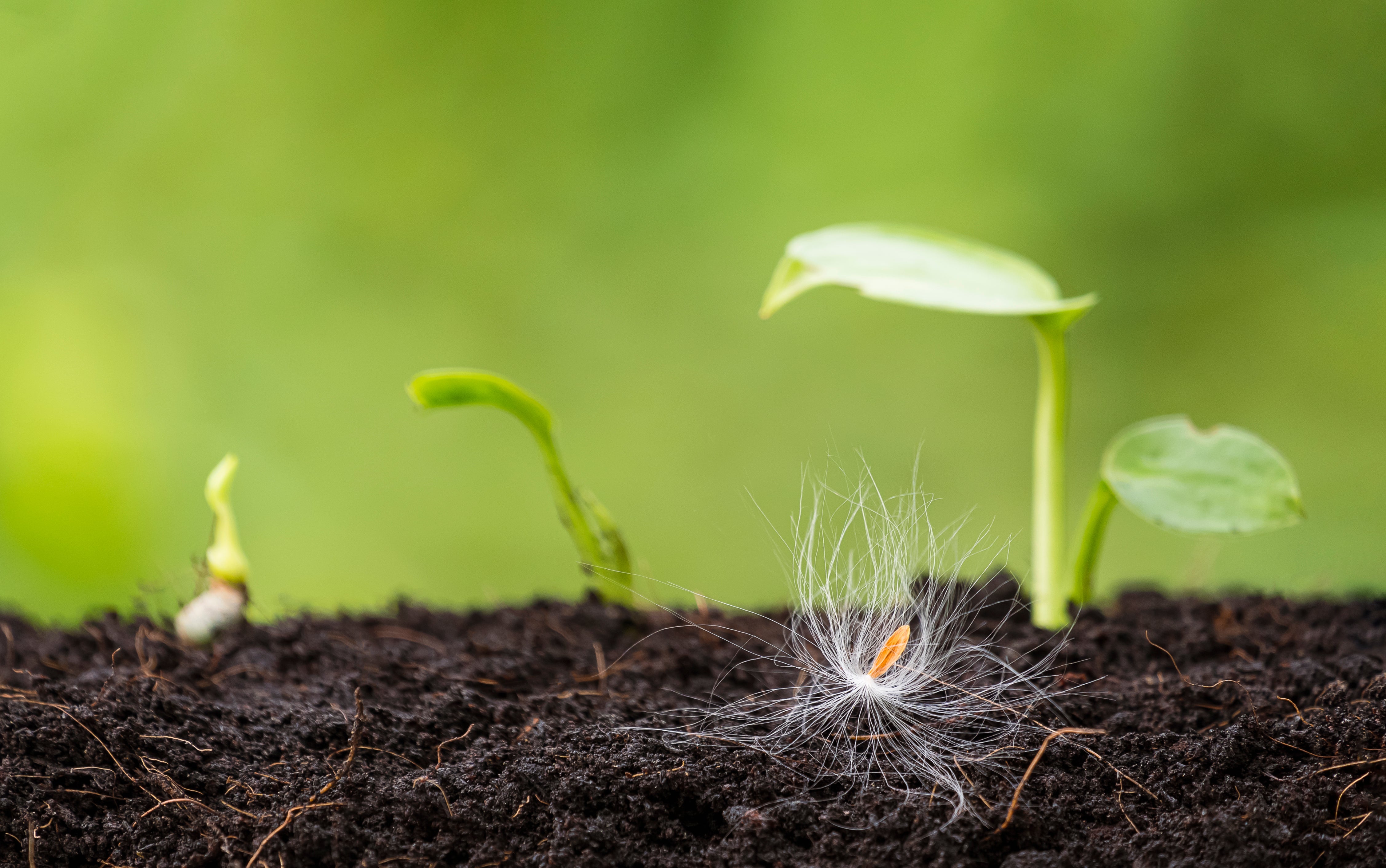 What Happened When We Gave Seeds Magnetized Water