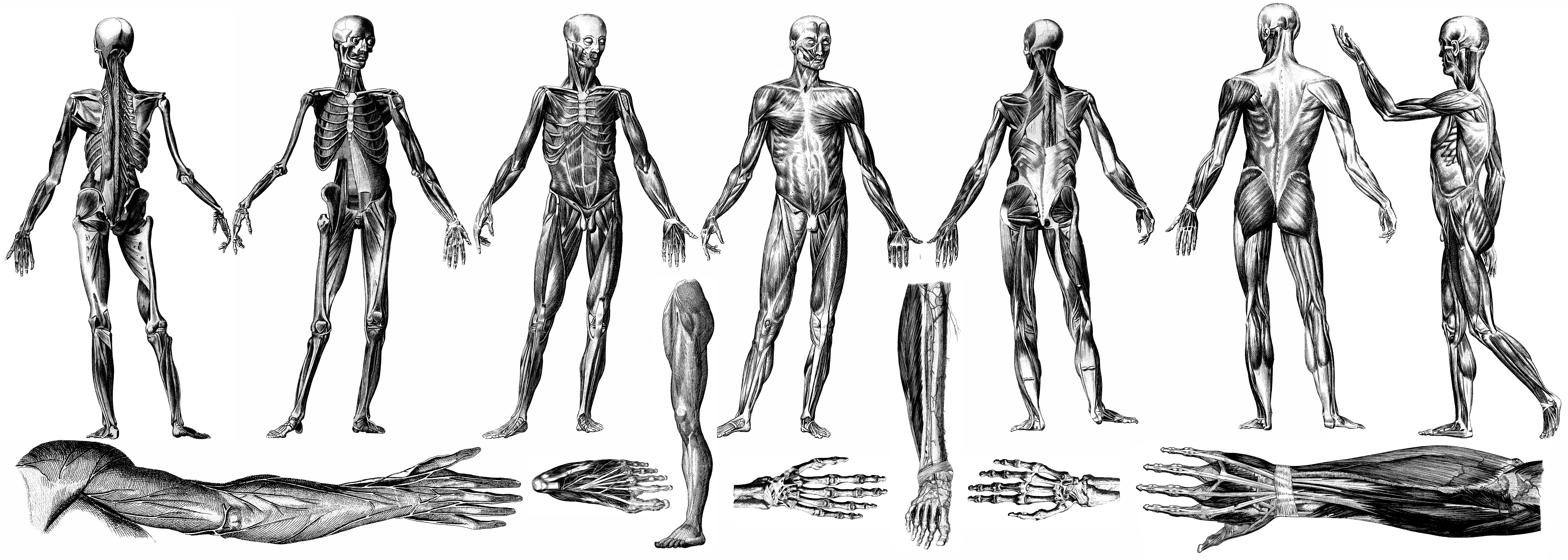 Autonomic Nervous System Balance: What Your Body's Electrical Signals ...